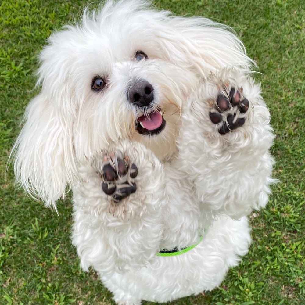 Gratitude-proceeds for Rufus’ surgery 🐶💕 #poshforpaws